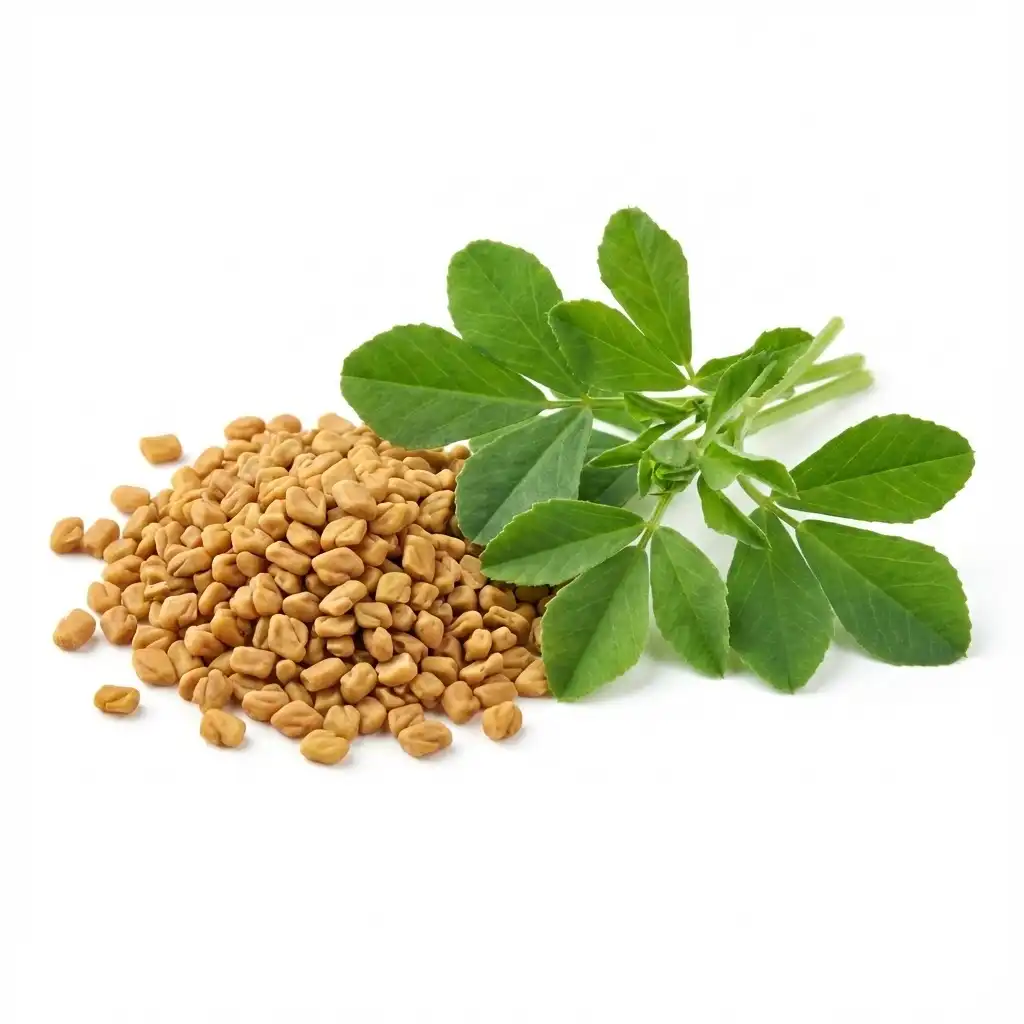 Fenugreek